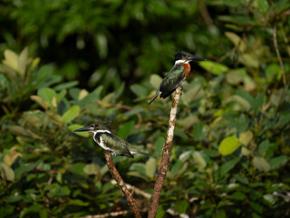 Amazonasfischer (Chloroceryle amazona)
