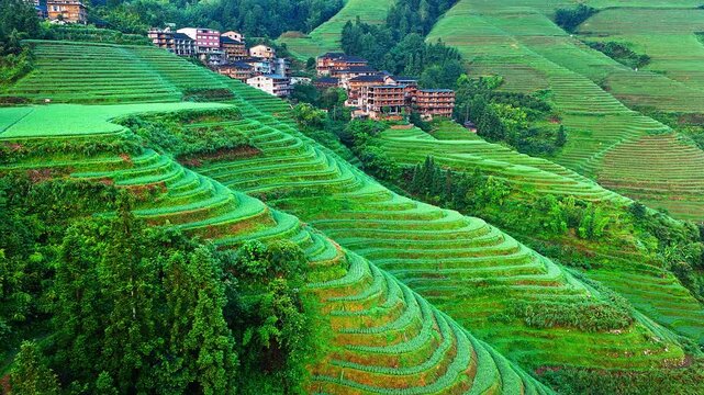 Aerial shot of beautiful green terraced rice fields and mountain village architecture in a rural. Famous Longji Terraced Fields natural landscape in Guilin, China. 