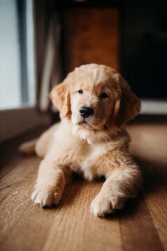 golden retriver puppy in a house by the window
