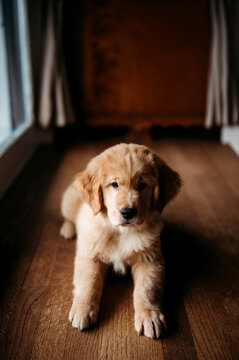 golden retriver puppy sitting on a wood floor