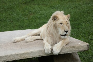 White Lion Resting on a Stone Bench in a Green Grassy Area