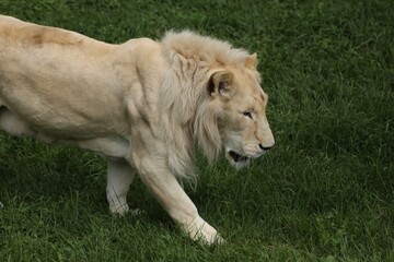 White Lion Walking Through Grassy Field