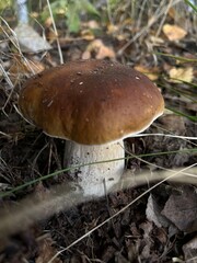 orange cap boletus