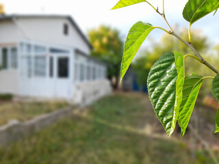 Close-up of vibrant green mulberry leaves with a blurred white house in the background.