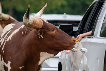 Brown and White Ankole-Watusi Reaching Through Car Window for Food