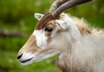 Close Up of a Scimitar Oryxs Head in a Grassy Field