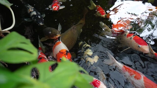 Beautiful Fancy Carp or Koi Fish Swimming in a Zen Garden Pond.