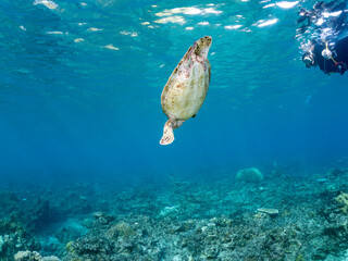 Obraz premium ゆったり泳ぐアオウミガメ, Green Turtle, Green Sea Turtle, Chelonia mydas, ウミガメ科, 甲羅が何者かにかじられている。美しいサンゴ礁と熱帯魚の群れ。 阿嘉ビーチ阿嘉島沖縄県 島尻郡慶良間諸島座間味島-2025 沖縄本島から40km西方の諸島。30以上の島嶼群全体が国立公園に指定。珊瑚礁の青い海と白い砂浜は世界屈指の美。貴重な動植物が多数生息。 