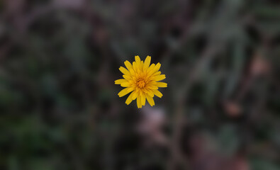 ​"Minimalist Single Yellow Wildflower on Dark Blurred Background"
