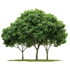 Obraz premium Three trees are grouped closely. They have wide green leaves and grow from grassy ground under bright sunlight