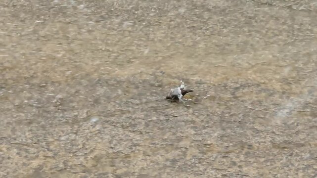 A dipper collects insects underwater in a winter river