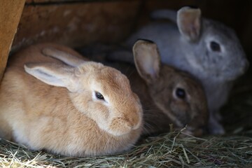 Three Bunnies Resting In A Wooden Hutch During The Day