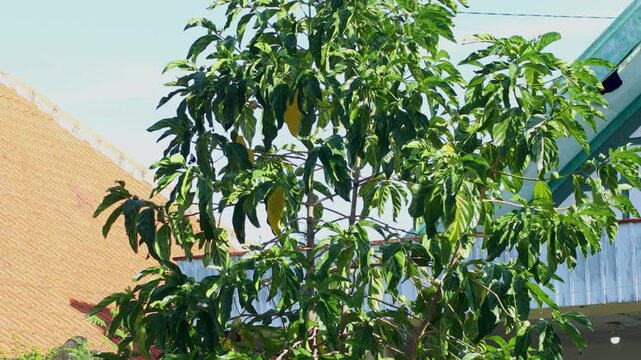noni fruit tree with little with butterfly.