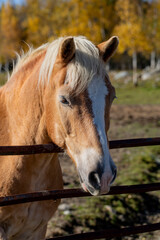 Palomino Horse Looking Through Fence in Autumn