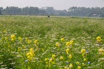 Fototapeta premium Cumilla,14 ‎October ‎2025 Bangladesh -A mustard and coriander flower field