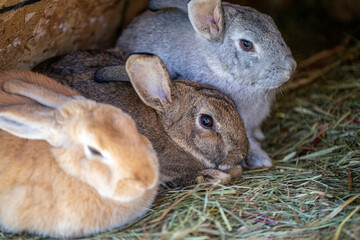 Three Bunnies Resting In Hay