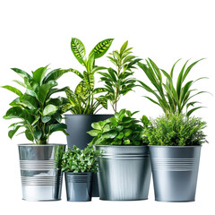 Several green plants of different types are placed in metal pots of various sizes on a white surface