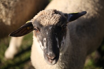 Close Up of a Black and White Sheep in a Field