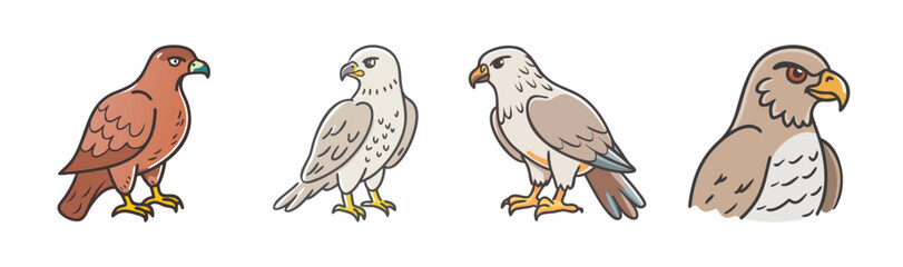 Collection of diverse hawk and falcon illustrations showcasing various raptor species