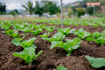 plant, green, agriculture, growing, growth, gardening, ground, nature, garden, organic, dirtied, life, bio, care, grow, holding, man, crop, eco, farmer, farming, hand, countryside, environment, farm, 
