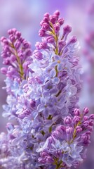 Close Up of Lilac Flowers with Purple Buds and Petals In a Soft Focus View During Springtime