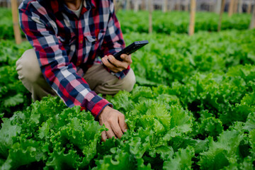 plant, green, agriculture, growing, growth, gardening, ground, nature, garden, organic, dirtied,...