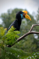 Hornbill perched on a branch