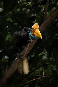Hornbill perched on a branch