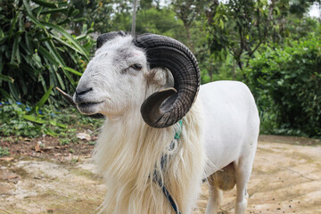 Obraz premium Majestic Ram With Impressive Horns Stands Proudly in Lush Green Field