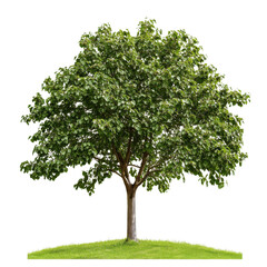 Tree with many green leaves grows on grass during daytime in an outdoor area with no other plants nearby