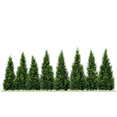Evergreen trees are arranged in a straight line with clear background and bright light during the day