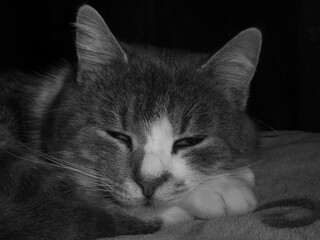 Close up of sleepy cat resting head on paw