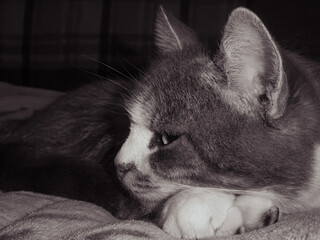 Close-up portrait of peaceful cat resting on paws