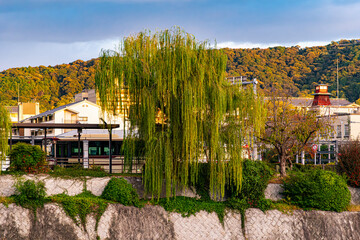 京都、三条鴨川の柳