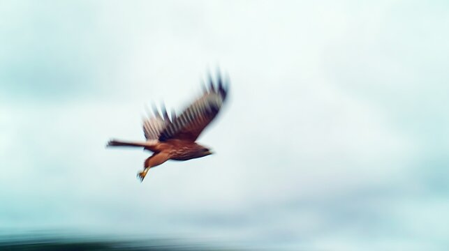  Eagle in flight against a sky background with its wings spread wide. wildlife magazines, conservation campaigns, designed for eco-tourism storytelling, used by financial analysts.