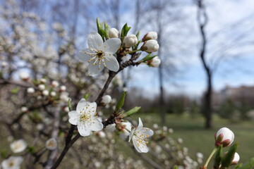 Closeup of white flowers and buds of plum tree in mid March