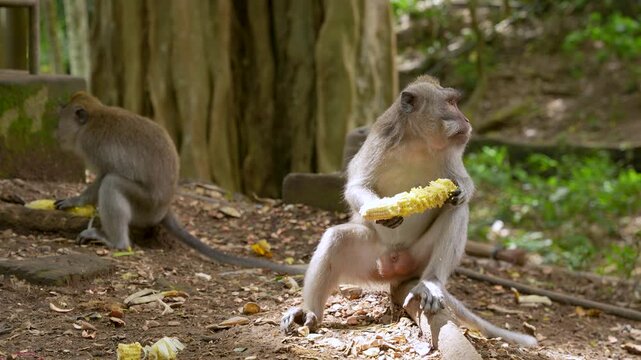 Two wild long-tailed macaques casually munch on fresh corn cobs in their natural habitat at Ubud Monkey Forest, Bali.