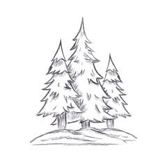 Hand drawn black charcoal pencil graphic drawing of fir trees composition isolated on white background. Can be used for cards, label scrapbook and other printed products