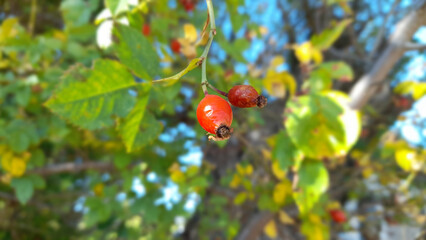 Wild rose hips growing on a bush against a blurred nature background.