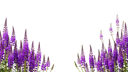 Purple flowers on tall stems with green leaves isolated on a transparent background floral arrangement