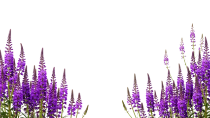 Purple flowers on tall stems with green leaves isolated on a transparent background floral arrangement