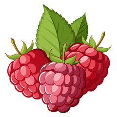 Fresh Red Raspberries with Green Leaves Vector Illustration