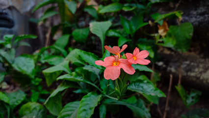 firecracker flower on a green leaf plant.