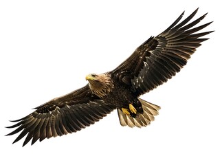Obraz premium Majestic White-tailed Eagle Soaring in Flight Isolated on White.