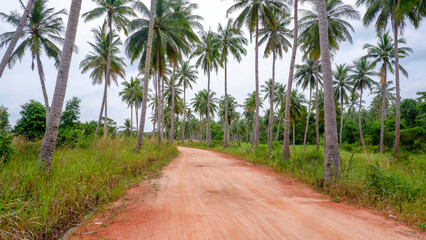 Perspective view of a straight dirt road flanked by tall palm trees, creating depth and symmetry in a tropical rural setting.