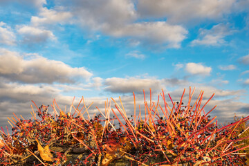 autumn berrys with cloudy sky