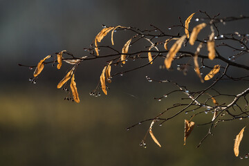 Close-up of golden autumn leaves on a branch, glistening with water droplets, with a blurred bokeh background.
