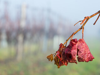 Bare vineyard field in winter Burgenland Austria