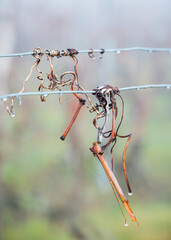 Closeup of vineyard trellis components with dew