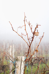 vine ripes at a vineyard with fog and rain in Burgenland